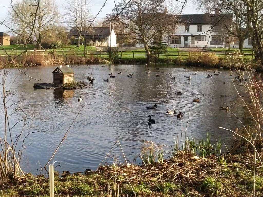 Village pond, January 1st